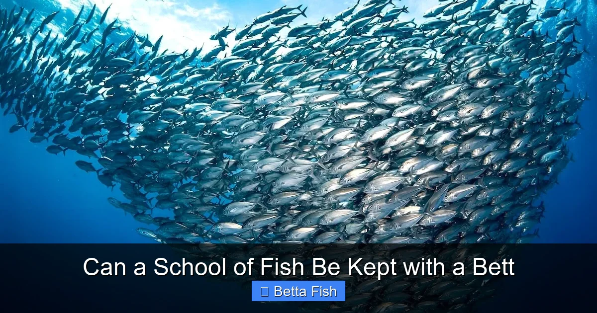 Can a School of Fish Be Kept with a Bett
