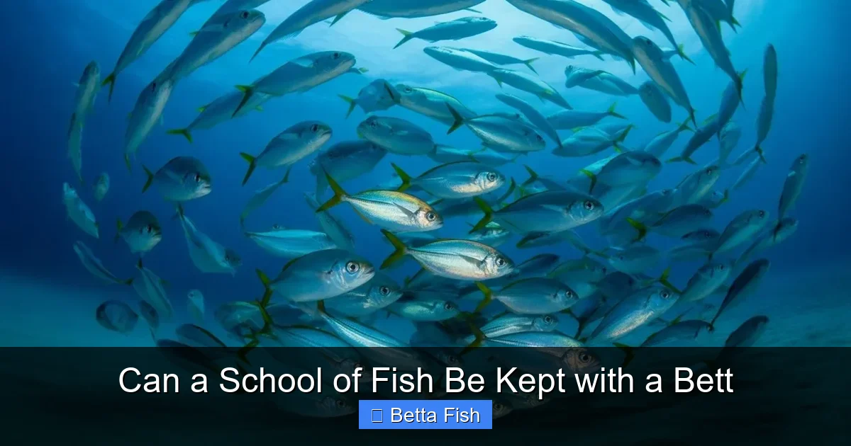 Can a School of Fish Be Kept with a Bett