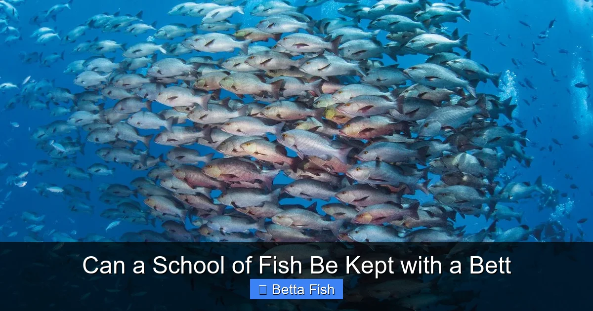 Can a School of Fish Be Kept with a Bett