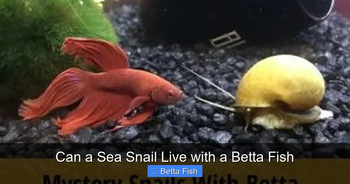 Can a Sea Snail Live with a Betta Fish