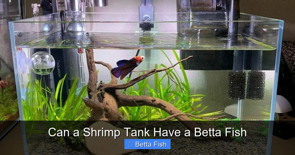 Can a Shrimp Tank Have a Betta Fish