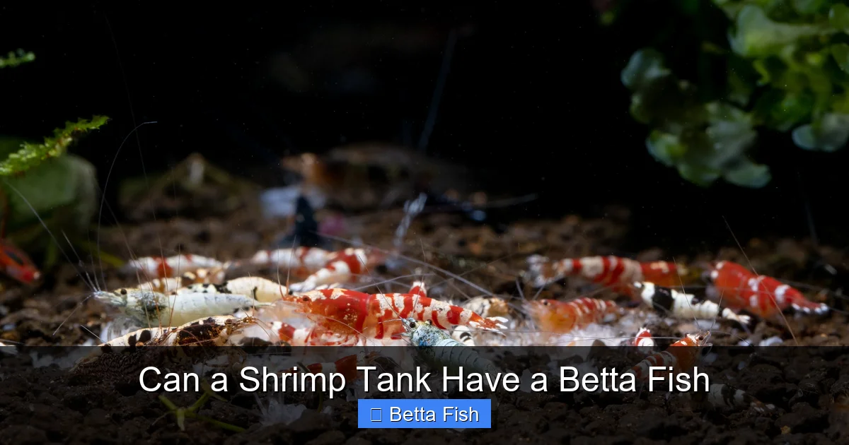 Can a Shrimp Tank Have a Betta Fish