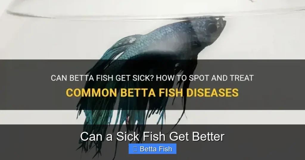 Can a Sick Fish Get Better