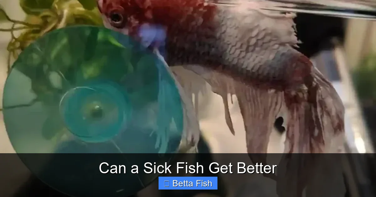Can a Sick Fish Get Better