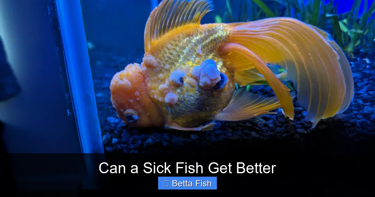 Can a Sick Fish Get Better