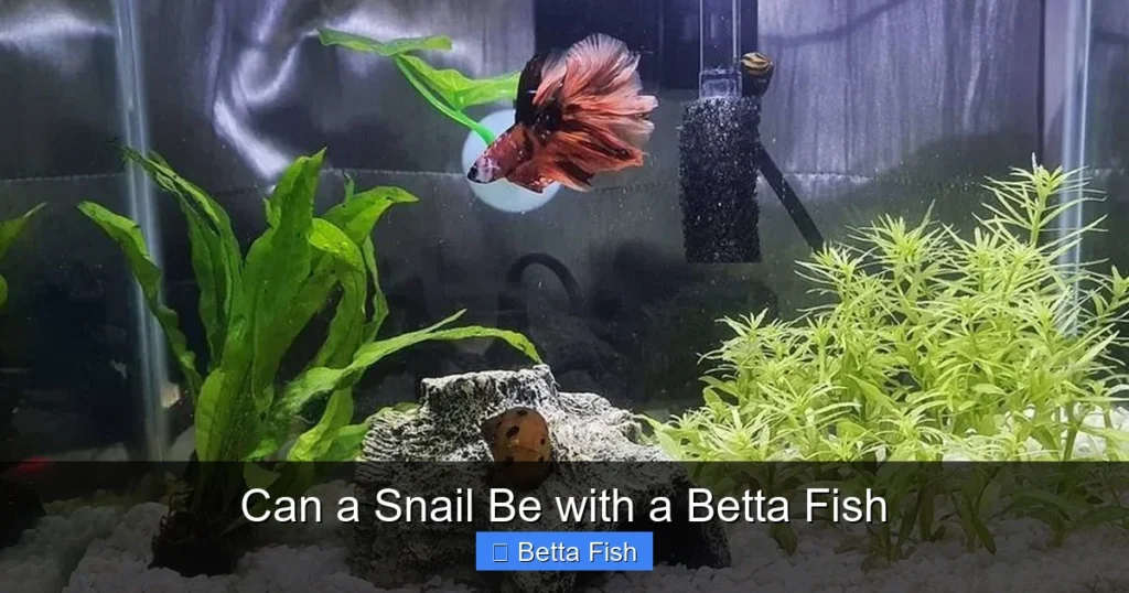 Can a Snail Be with a Betta Fish