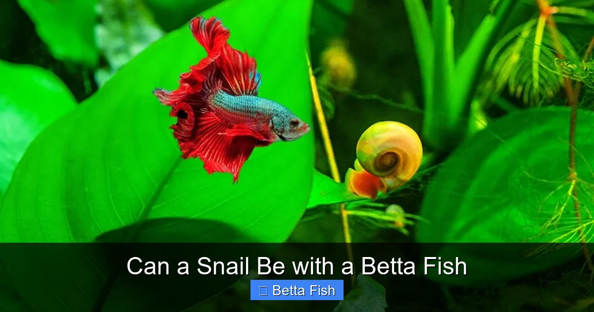 Can a Snail Be with a Betta Fish