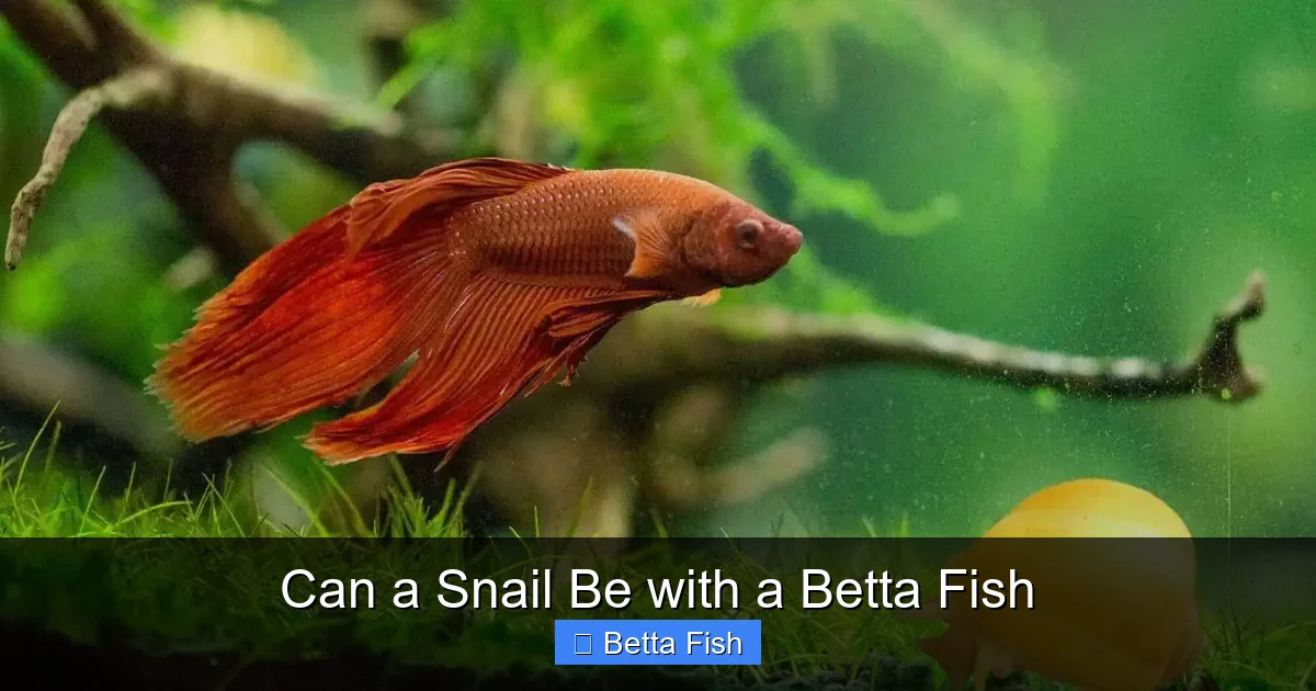 Can a Snail Be with a Betta Fish