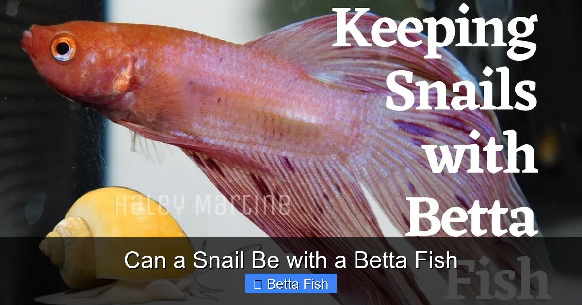 Can a Snail Be with a Betta Fish