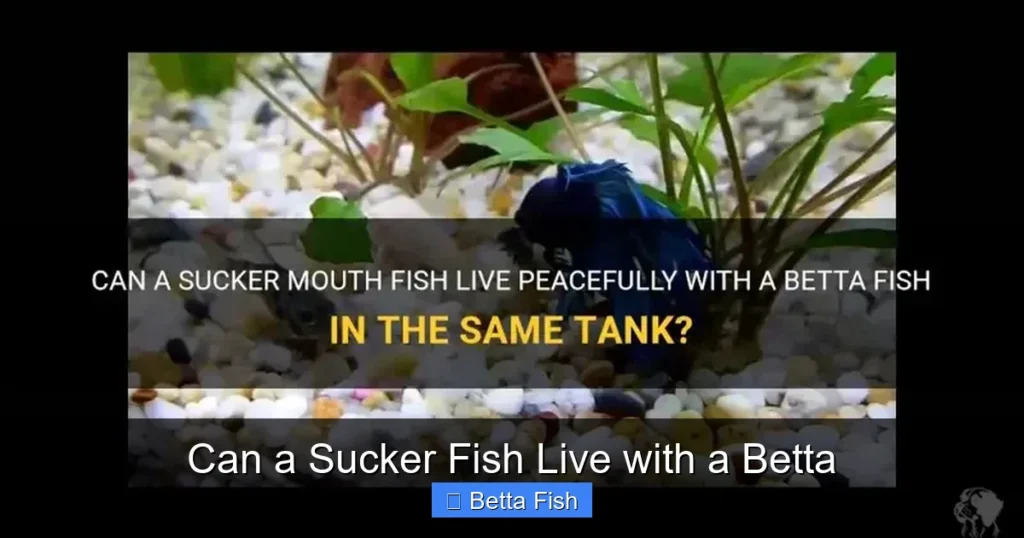 Can a Sucker Fish Live with a Betta