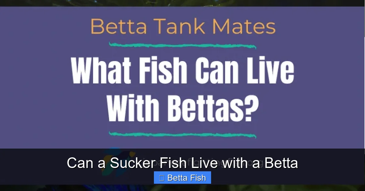 Can a Sucker Fish Live with a Betta