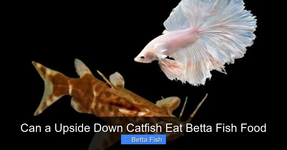 Can a Upside Down Catfish Eat Betta Fish Food