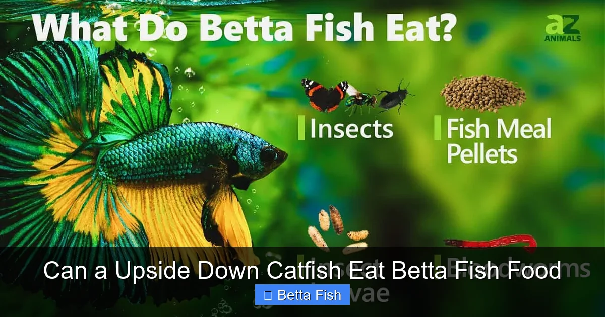 Can a Upside Down Catfish Eat Betta Fish Food