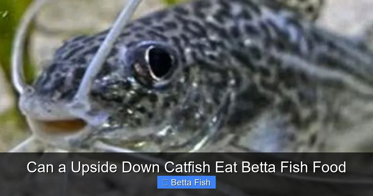 Can a Upside Down Catfish Eat Betta Fish Food