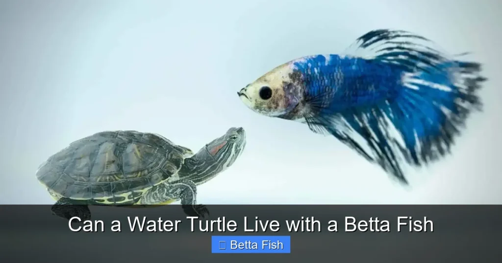 Can a Water Turtle Live with a Betta Fish