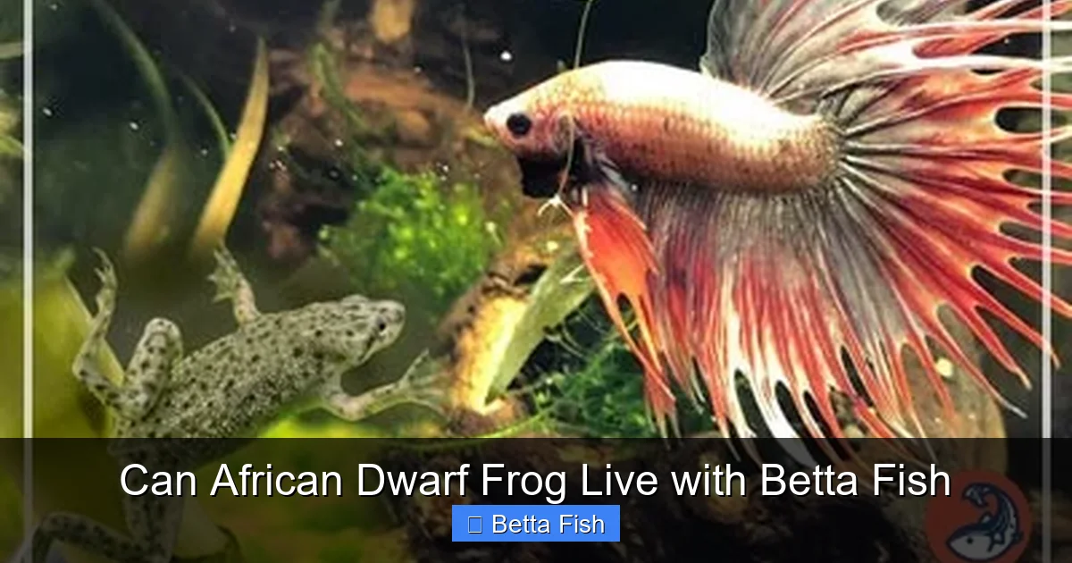 Can African Dwarf Frog Live with Betta Fish