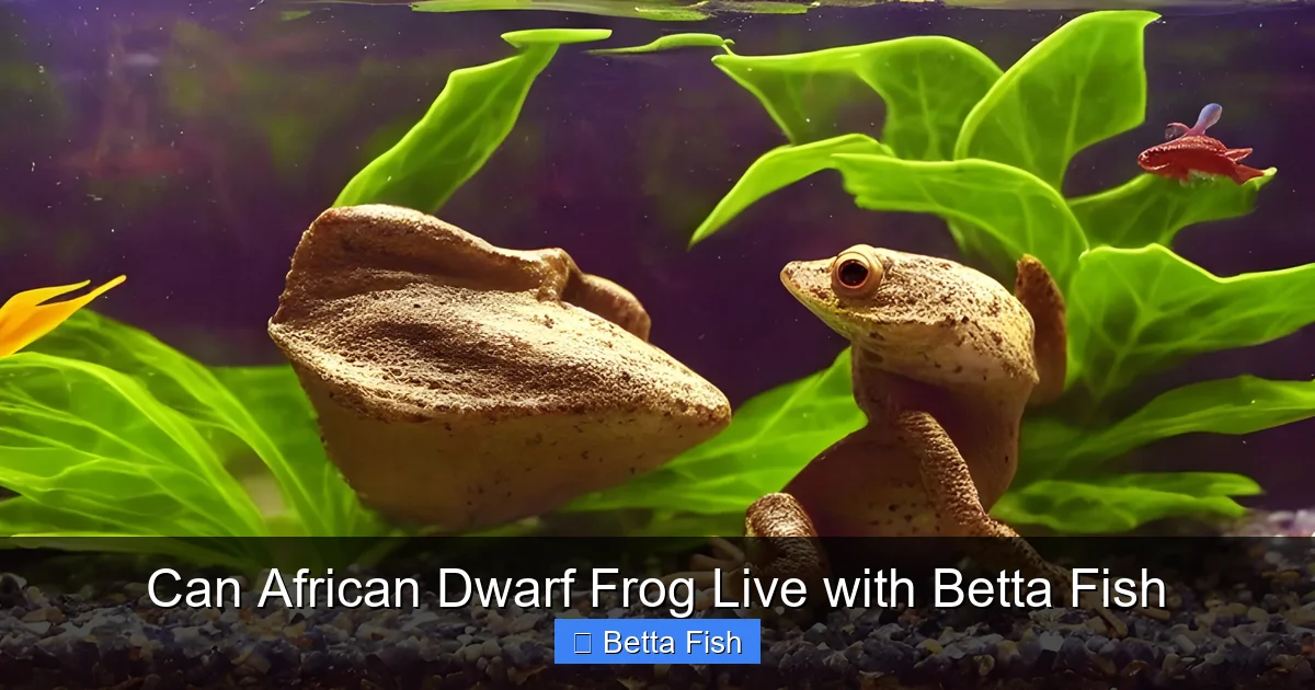 Can African Dwarf Frog Live with Betta Fish