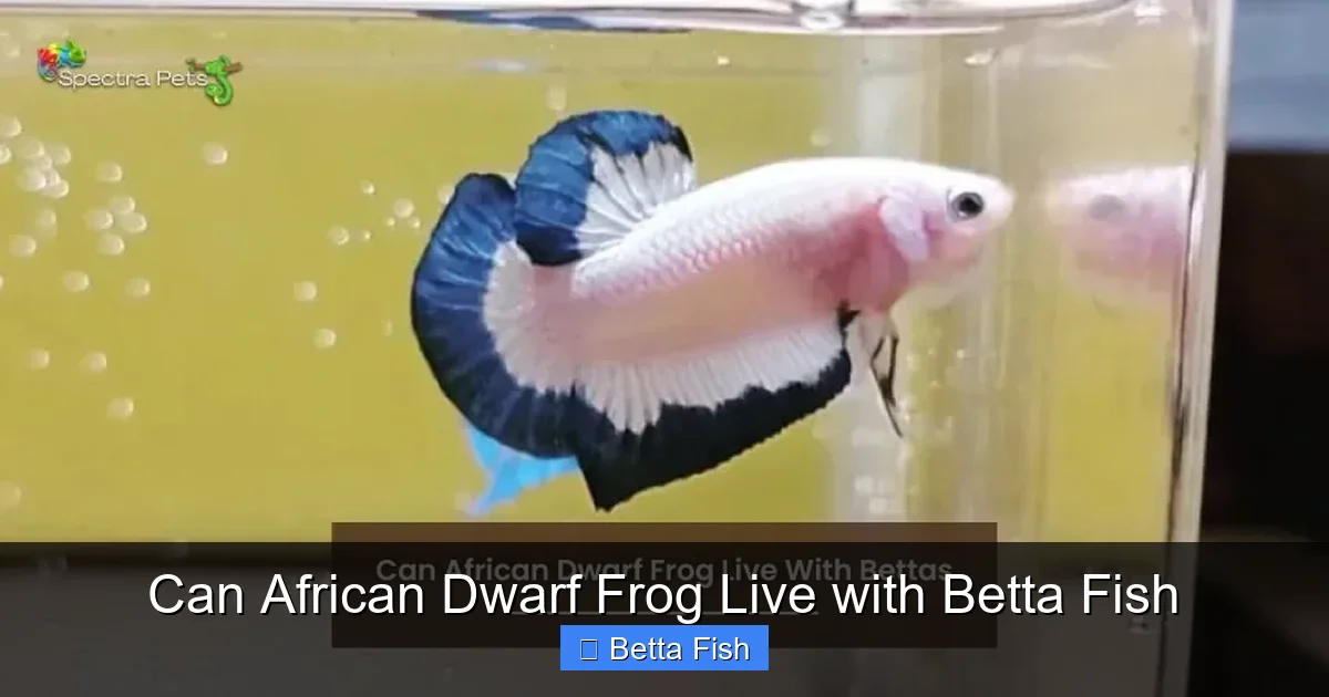 Can African Dwarf Frog Live with Betta Fish