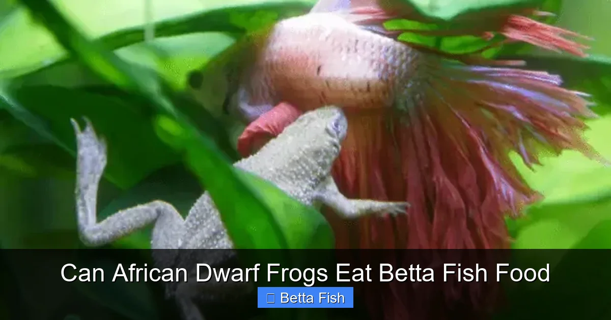 Can African Dwarf Frogs Eat Betta Fish Food