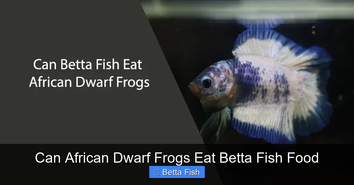 Can African Dwarf Frogs Eat Betta Fish Food