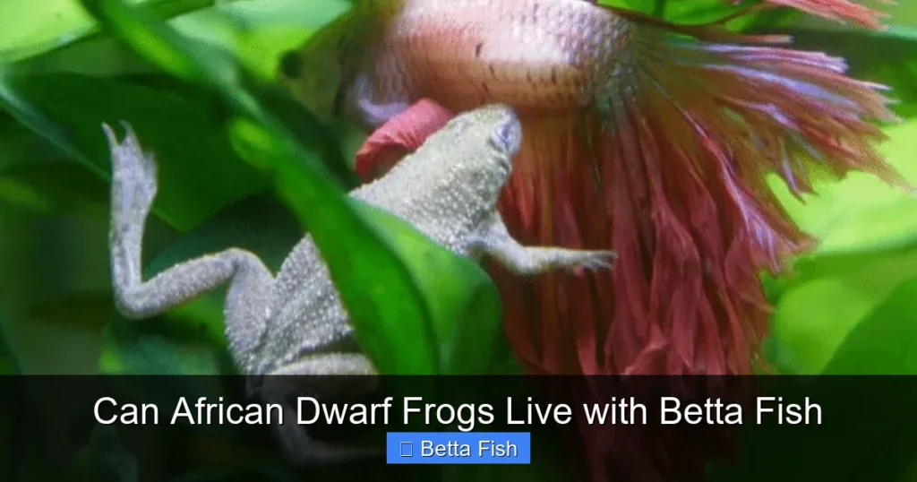 Can African Dwarf Frogs Live with Betta Fish