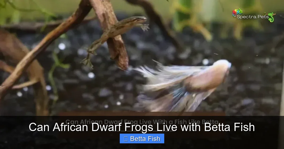 Can African Dwarf Frogs Live with Betta Fish