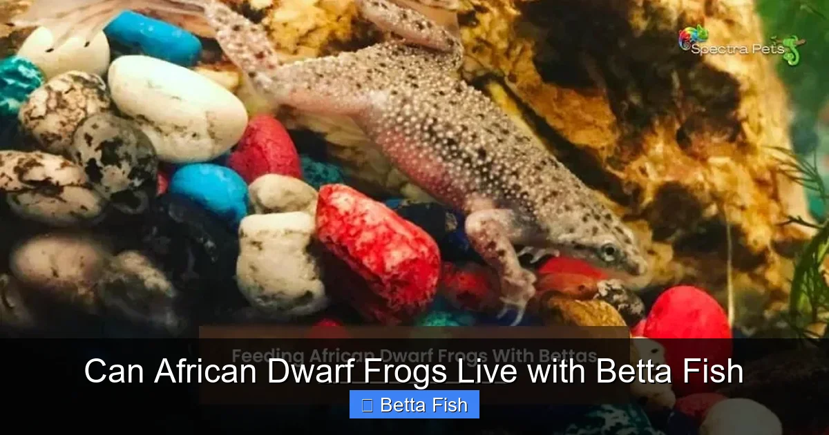Can African Dwarf Frogs Live with Betta Fish
