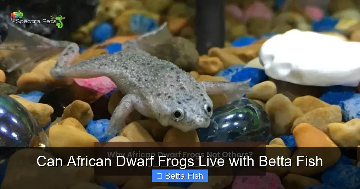 Can African Dwarf Frogs Live with Betta Fish