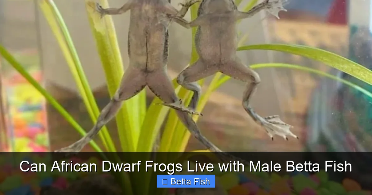 Can African Dwarf Frogs Live with Male Betta Fish