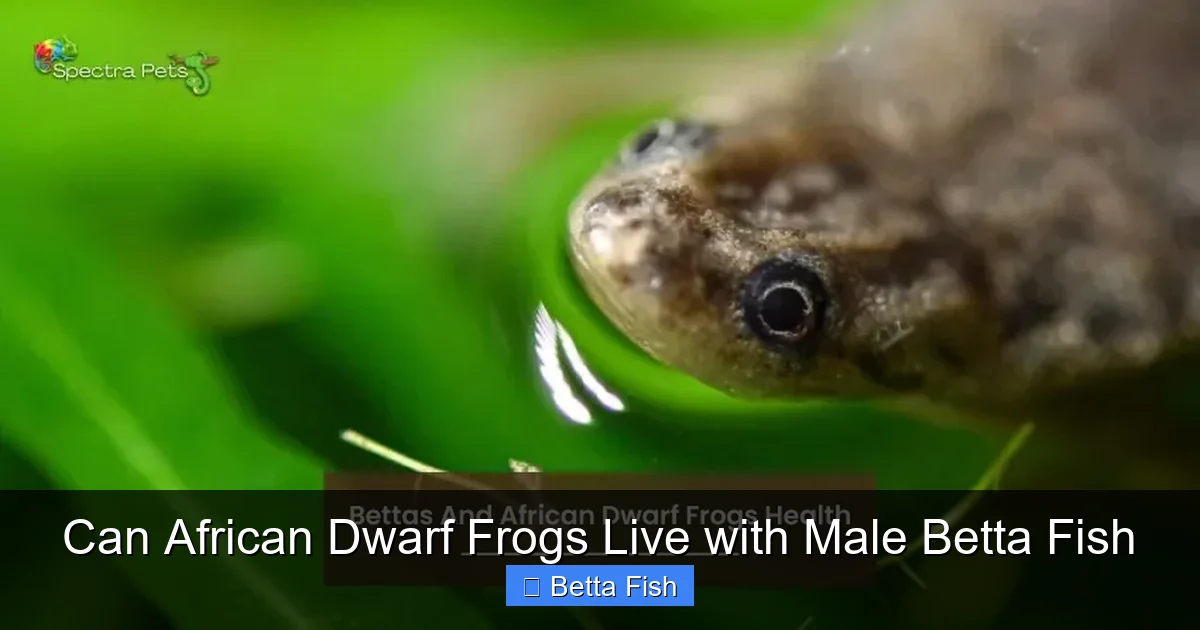 Can African Dwarf Frogs Live with Male Betta Fish
