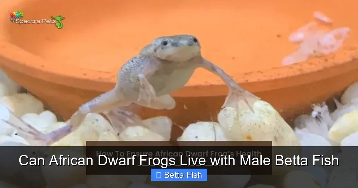 Can African Dwarf Frogs Live with Male Betta Fish