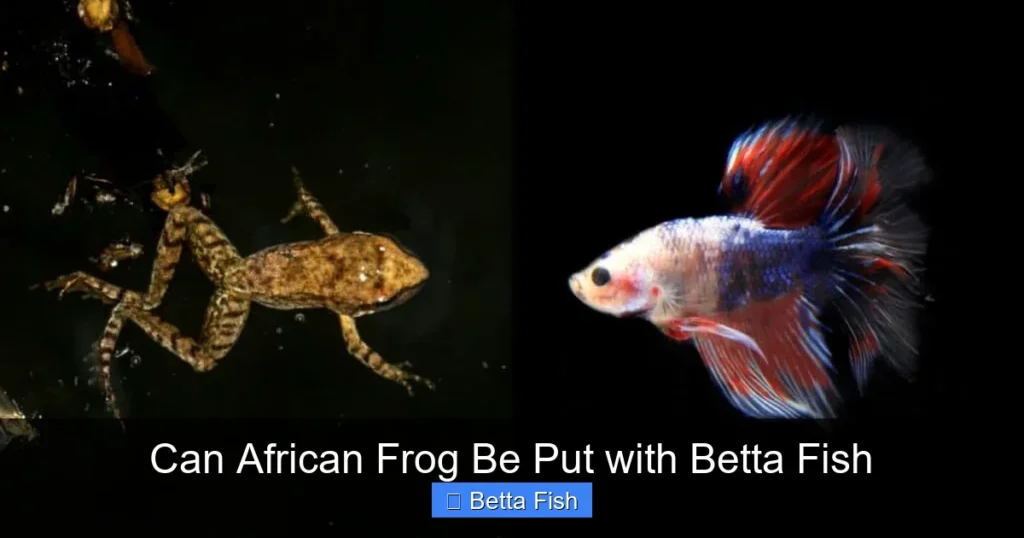 Can African Frog Be Put with Betta Fish