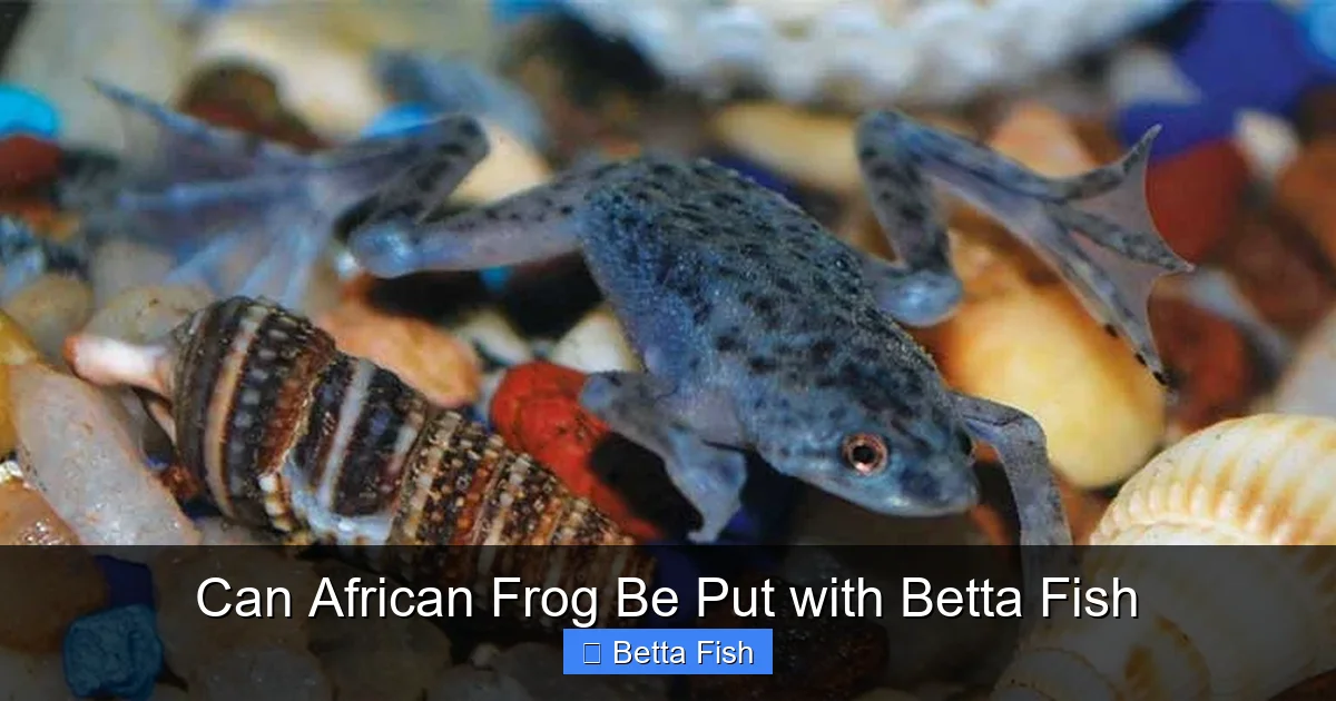 Can African Frog Be Put with Betta Fish