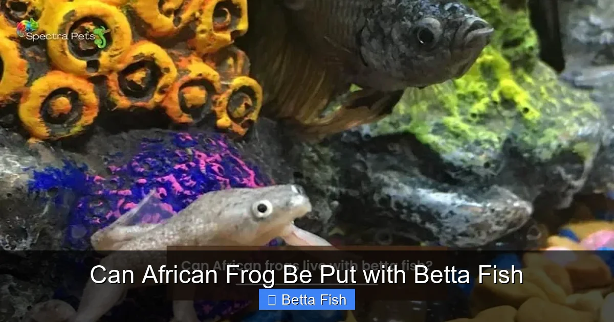 Can African Frog Be Put with Betta Fish