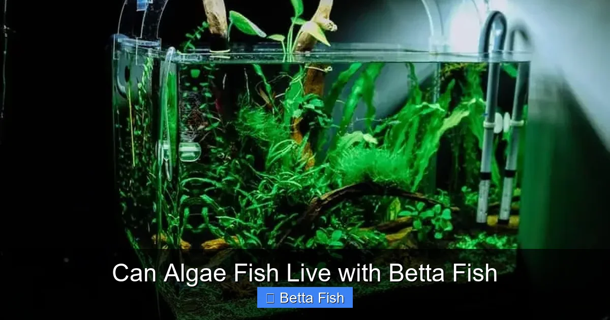 Can Algae Fish Live with Betta Fish