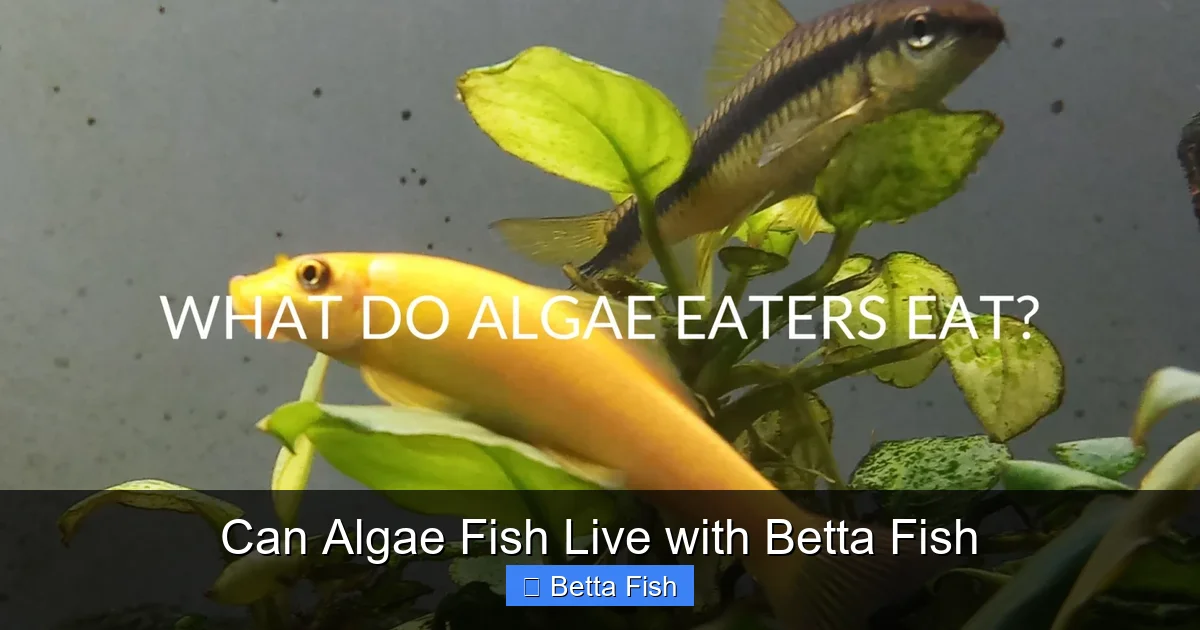 Can Algae Fish Live with Betta Fish
