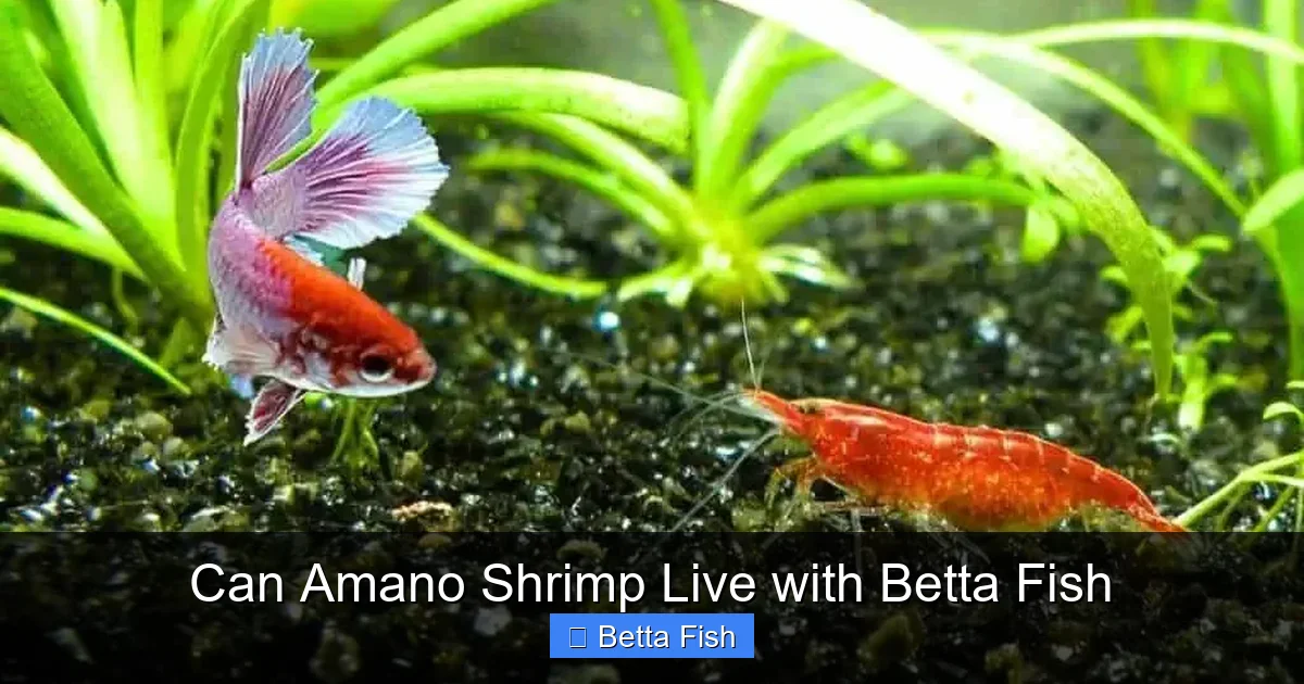 Can Amano Shrimp Live with Betta Fish