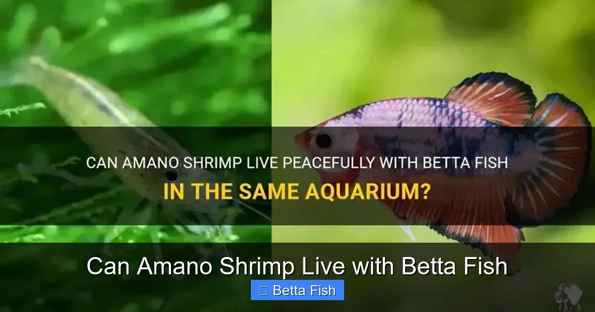 Can Amano Shrimp Live with Betta Fish