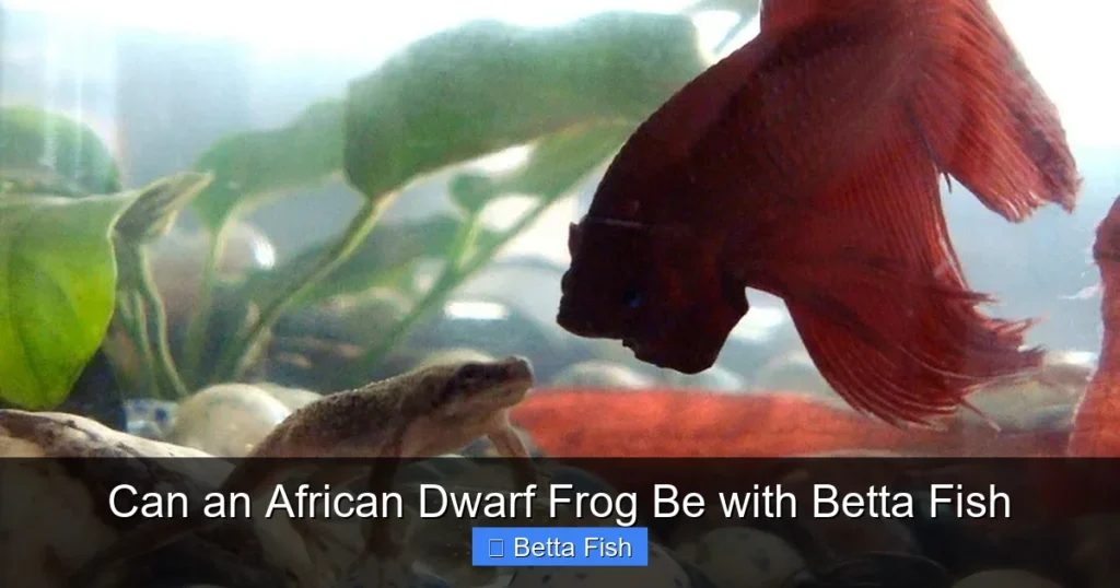 Can an African Dwarf Frog Be with Betta Fish