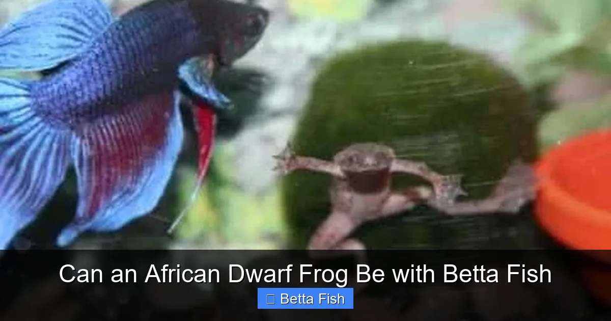 Can an African Dwarf Frog Be with Betta Fish