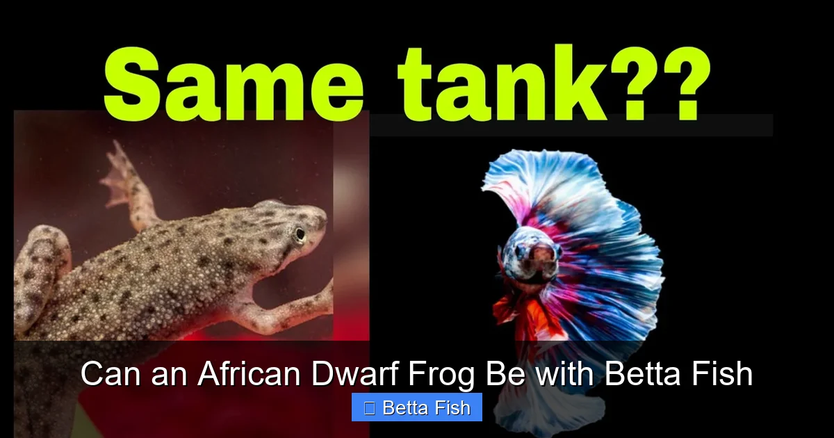 Can an African Dwarf Frog Be with Betta Fish