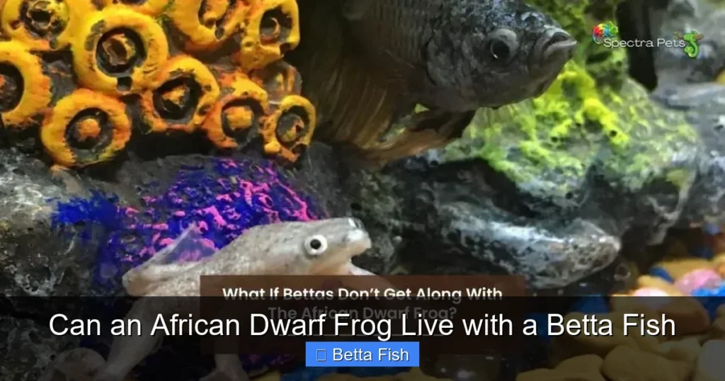 Can an African Dwarf Frog Live with a Betta Fish