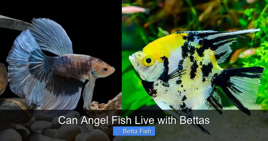 Can Angel Fish Live with Bettas