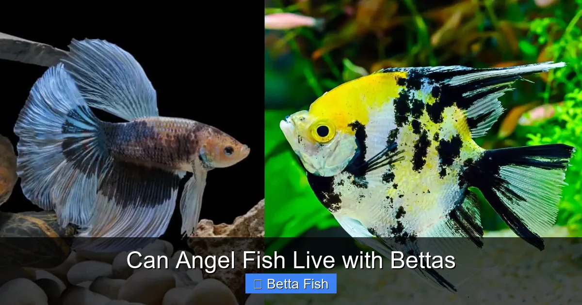 Can Angel Fish Live with Bettas