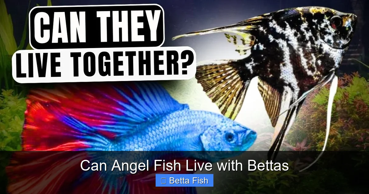 Can Angel Fish Live with Bettas