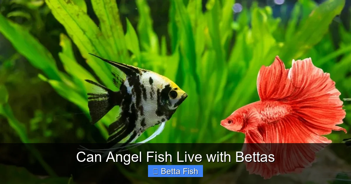 Can Angel Fish Live with Bettas
