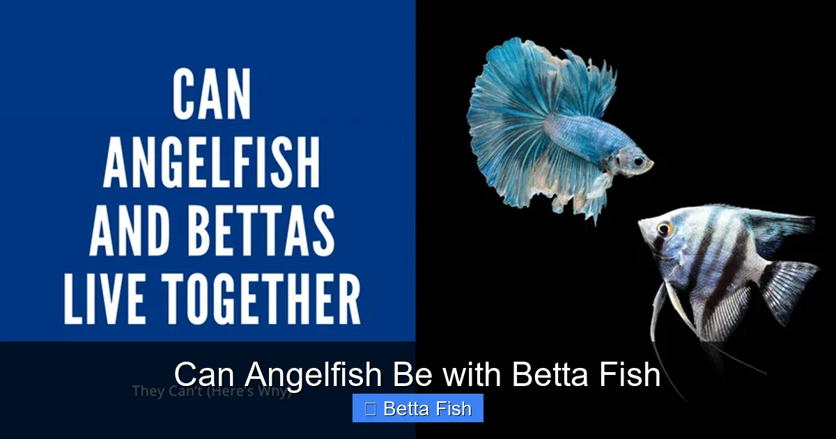 Can Angelfish Be with Betta Fish