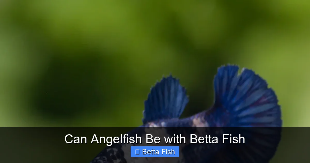 Can Angelfish Be with Betta Fish