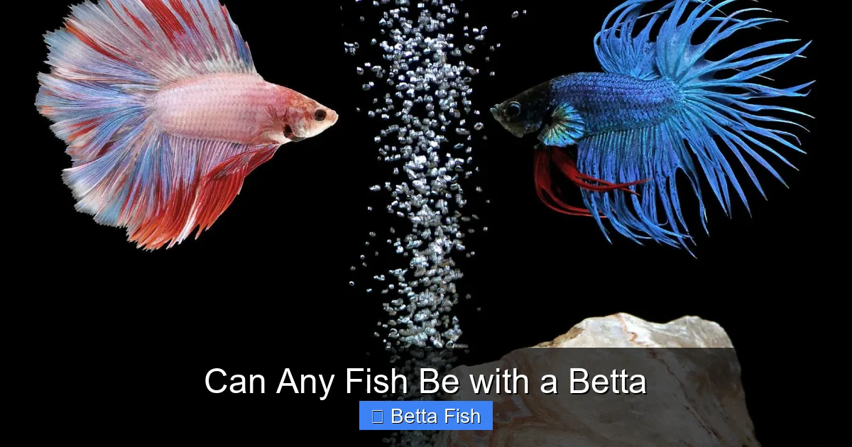 Can Any Fish Be with a Betta