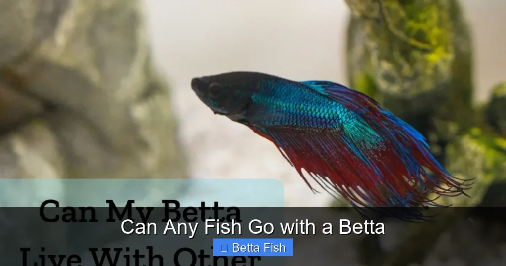 Can Any Fish Go with a Betta